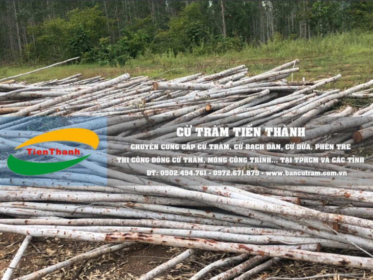 Bán cột chống gỗ bạch đàn giá rẻ 2020, cây chống bạch đàn TPHCM